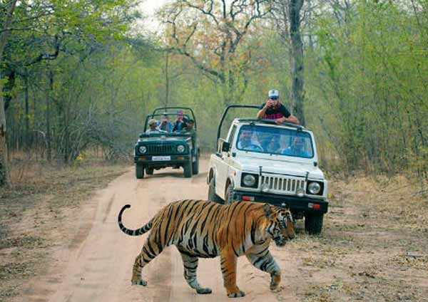 Wildlife Safari At Ranthambore National Park