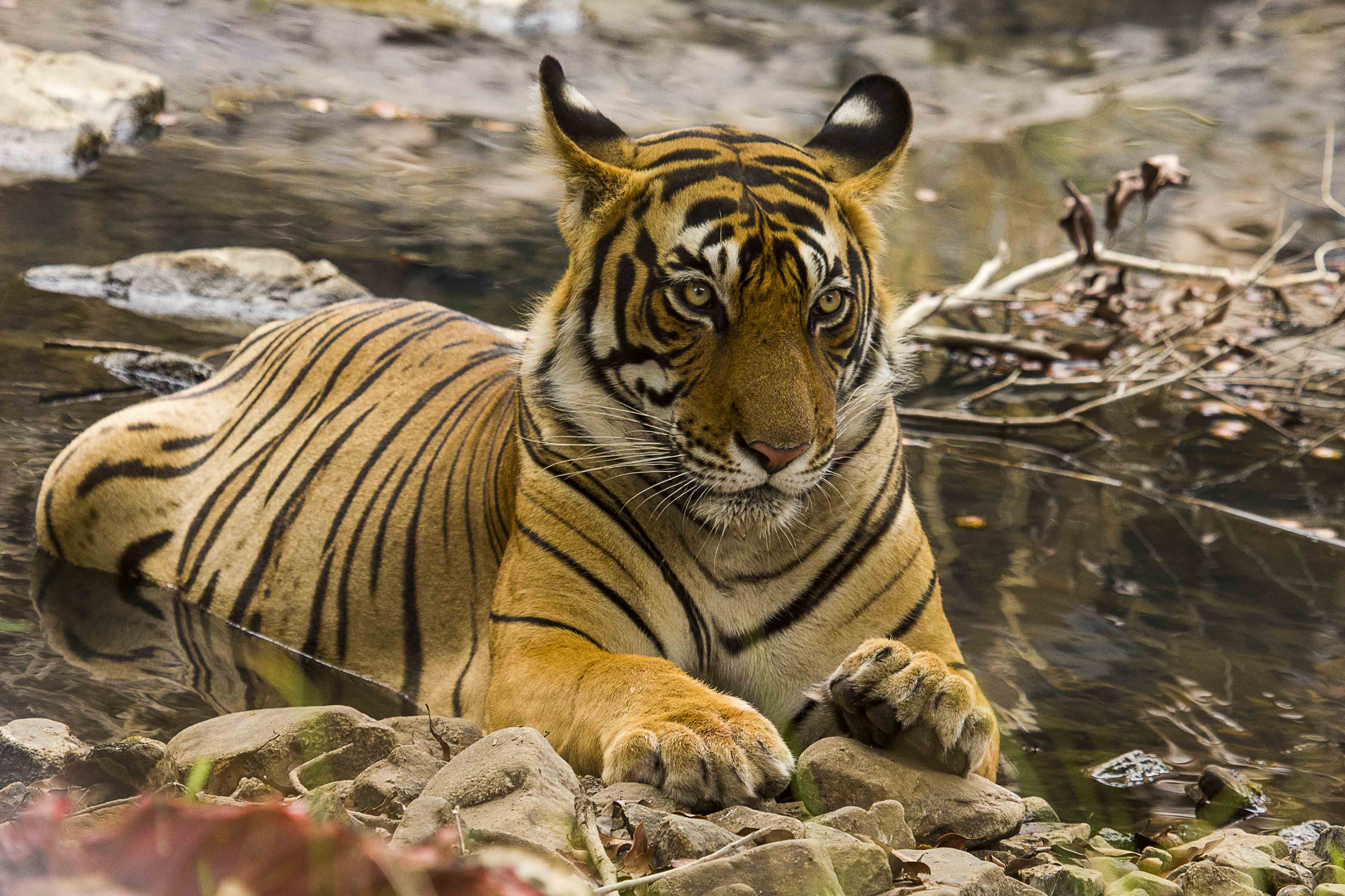 ranthambore