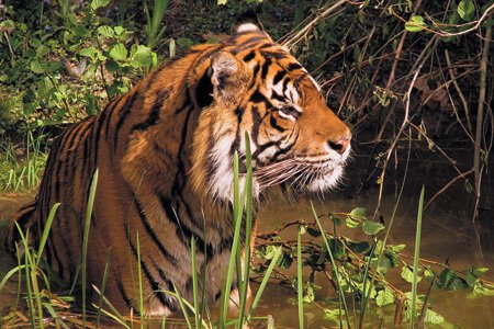 wildlife-tour-packages