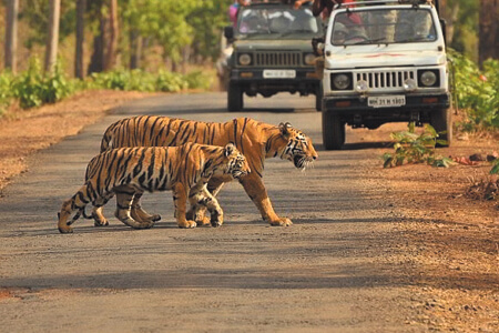Jaipur Ranthambore Tour