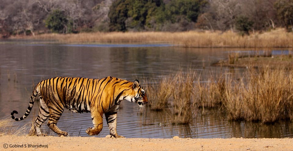Wildlife & Nature Safaris